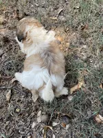 Shiloh, a female Shih Tzu for sale in Buffalo, MO – 2 of 3