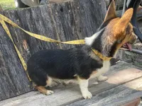 Akc Sarah, a female Pembroke Welsh Corgi for sale in Buffalo, MO – 2 of 2