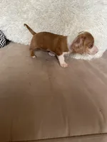 Jill, a female Miniature Dachshund for sale in Buffalo, MO – 3 of 3
