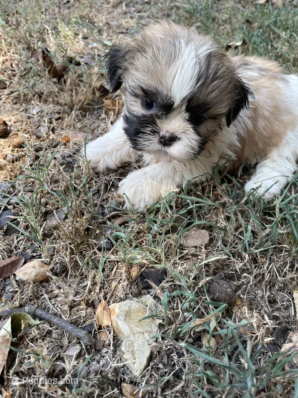 Shiloh – Shih Tzu puppy for sale in Buffalo, MO