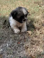 Max, a male Shih Tzu for sale in Buffalo, MO – 3 of 3