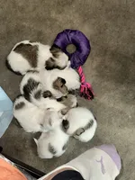 Litter of 3 , a male Chihuahua and Shih Tzu for sale in Camden, NJ – 3 of 5
