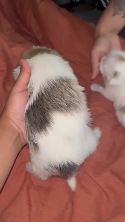 Litter of 3 , a male Chihuahua and Shih Tzu for sale in Camden, NJ – 5 of 5