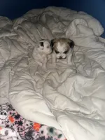 Second shi-Tzu baby!!, a male Chihuahua and Shih Tzu for sale in Camden, NJ – 4 of 4