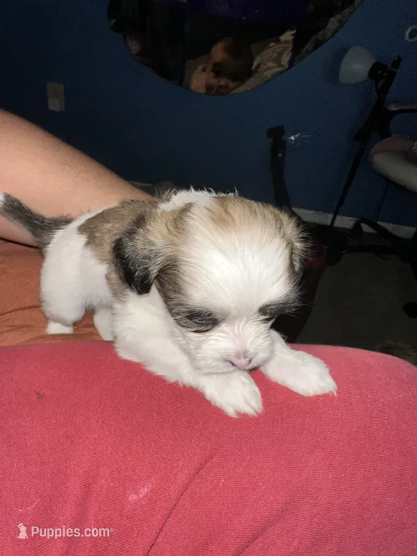 Litter of 3  – Chihuahua, Shih Tzu puppy for sale in Camden, NJ