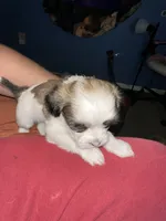 Litter of 3 , a male Chihuahua and Shih Tzu for sale in Camden, NJ – 1 of 5