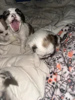 Litter of 3 , a male Chihuahua and Shih Tzu for sale in Camden, NJ – 4 of 5