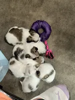 Second shi-Tzu baby!!, a male Chihuahua and Shih Tzu for sale in Camden, NJ – 2 of 4