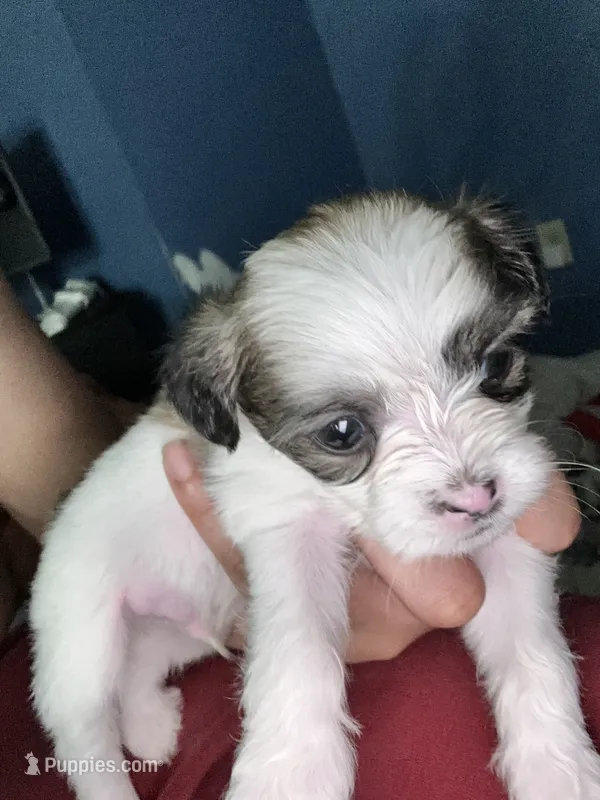 Second shi-Tzu baby!! – Chihuahua, Shih Tzu puppy for sale in Camden, NJ