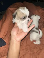 Second shi-Tzu baby!!, a male Chihuahua and Shih Tzu for sale in Camden, NJ – 3 of 4