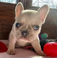 Blue Fawn Holly, a female French Bulldog for sale in Paola, KS – Photo 2 of 7