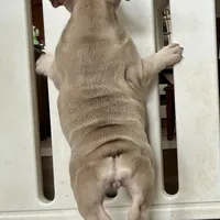 Price drop Isabella/Blue Fawn Holly, a female French Bulldog for sale in Kansas City, MO – Photo 6 of 10