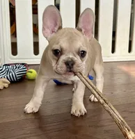 Price drop Isabella/Blue Fawn Holly, a female French Bulldog for sale in Paola, KS – Photo 2 of 10