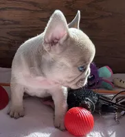 Blue Fawn Holly, a female French Bulldog for sale in Paola, KS – Photo 1 of 7