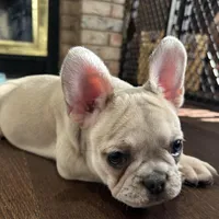 Price drop Isabella/Blue Fawn Holly, a female French Bulldog for sale in Kansas City, MO – Photo 4 of 10