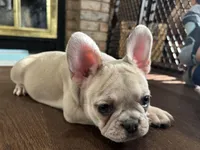 Price drop Isabella/Blue Fawn Holly, a female French Bulldog for sale in Paola, KS – Photo 4 of 10