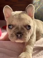 Blue Fawn Holly, a female French Bulldog for sale in Paola, KS – Photo 3 of 7