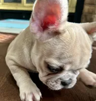 Price drop Isabella/Blue Fawn Holly, a female French Bulldog for sale in Paola, KS – Photo 3 of 10