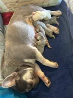 Blue Fawn Holly, a female French Bulldog for sale in Paola, KS – Photo 6 of 7