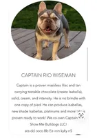 Blue Fawn Holly, a female French Bulldog for sale in Paola, KS – Photo 4 of 7