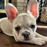 Price drop Isabella/Blue Fawn Holly, a female French Bulldog for sale in Kansas City, MO – Photo 1 of 10