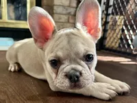 Price drop Isabella/Blue Fawn Holly, a female French Bulldog for sale in Paola, KS – Photo 1 of 10