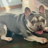 Price drop Isabella/Blue Fawn Holly, a female French Bulldog for sale in Kansas City, MO – Photo 9 of 10