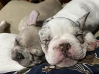 Blue Fawn Holly, a female French Bulldog for sale in Paola, KS – Photo 7 of 7