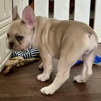 Price drop Isabella/Blue Fawn Holly, a female French Bulldog for sale in Kansas City, MO – Photo 5 of 10