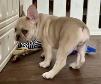 Price drop Isabella/Blue Fawn Holly, a female French Bulldog for sale in Paola, KS – Photo 5 of 10