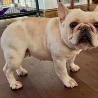 Price drop Blue Pied Elsie, a female French Bulldog for sale in Paola, KS – Photo 8 of 9