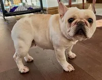 Blue Pied Elsie, a female French Bulldog for sale in Paola, KS – Photo 4 of 4