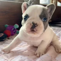 Price drop Blue Pied Elsie, a female French Bulldog for sale in Paola, KS – Photo 5 of 9