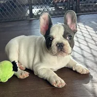 Price drop Blue Pied Elsie, a female French Bulldog for sale in Paola, KS – Photo 3 of 9