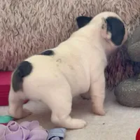 Price drop Blue Pied Elsie, a female French Bulldog for sale in Paola, KS – Photo 6 of 9