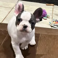 Price drop Blue Pied Elsie, a female French Bulldog for sale in Paola, KS – Photo 2 of 9