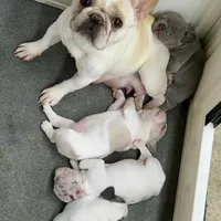 Price drop Blue Pied Elsie, a female French Bulldog for sale in Paola, KS – Photo 9 of 9