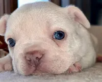 Platinum Angel, a female French Bulldog for sale in Paola, KS – Photo 2 of 10
