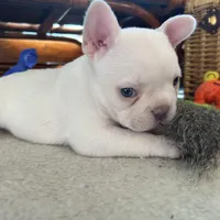 Price drop Platinum Angel, a female French Bulldog for sale in Paola, KS – Photo 9 of 10