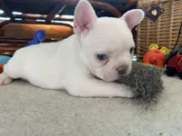 Platinum Angel, a female French Bulldog for sale in Paola, KS – Photo 9 of 10