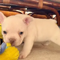 Price drop Platinum Angel, a female French Bulldog for sale in Paola, KS – Photo 5 of 10