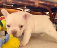 Platinum Angel, a female French Bulldog for sale in Paola, KS – Photo 5 of 10