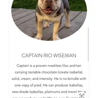 Price drop Platinum Angel, a female French Bulldog for sale in Paola, KS – Photo 6 of 10