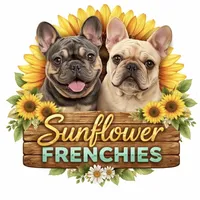 Price drop Platinum Angel, a female French Bulldog for sale in Paola, KS – Photo 10 of 10