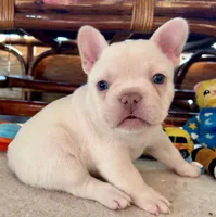Platinum Angel, a female French Bulldog for sale in Paola, KS – Photo 1 of 10