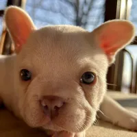 Price drop Platinum Angel, a female French Bulldog for sale in Paola, KS – Photo 4 of 10