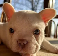 Platinum Angel, a female French Bulldog for sale in Paola, KS – Photo 4 of 10