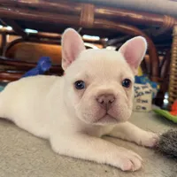 Price drop Platinum Angel, a female French Bulldog for sale in Paola, KS – Photo 3 of 10