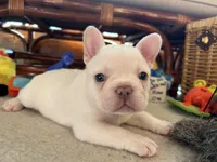 Platinum Angel, a female French Bulldog for sale in Paola, KS – Photo 3 of 10