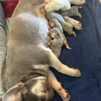 Price drop Lilac /Tan points Nick, a male French Bulldog for sale in Paola, KS – Photo 10 of 10